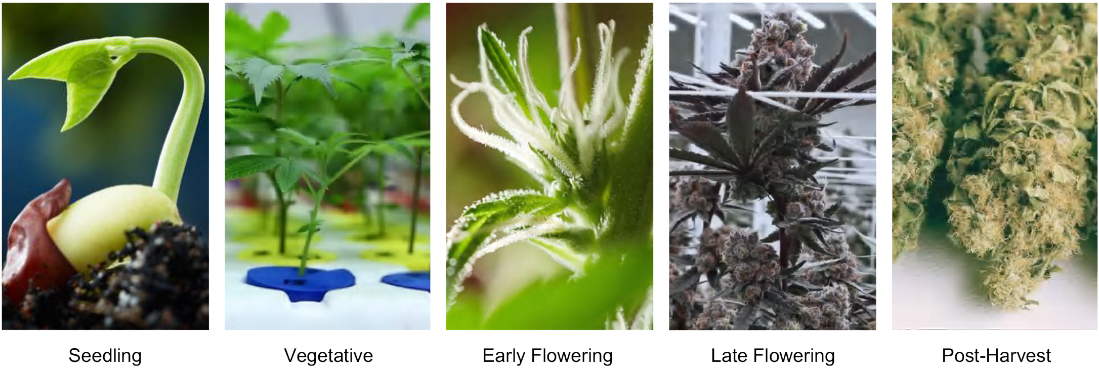 stages of cannabis plant